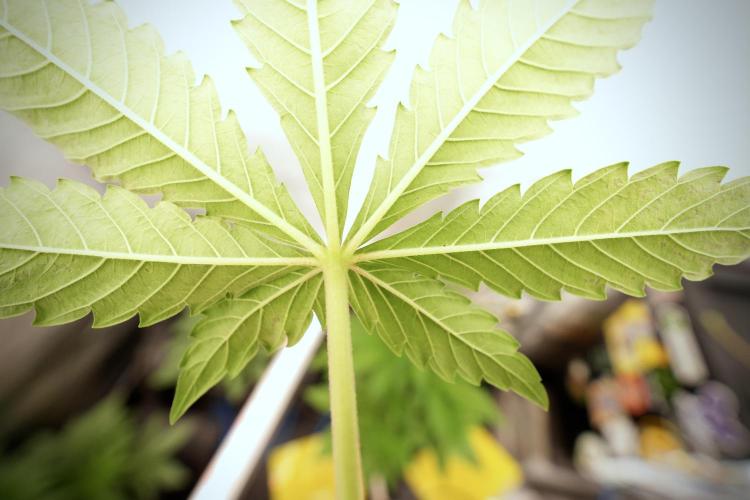 Catching The Ghost Train Haze @ Zamnesia. Week 6 - GTH 12/12 From seed