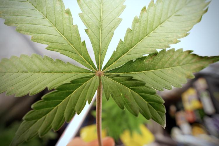 Catching The Ghost Train Haze @ Zamnesia. Week 6 - GTH 12/12 From seed