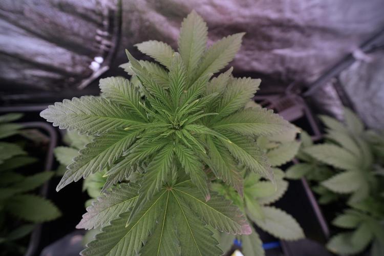 Catching The Ghost Train Haze @ Zamnesia. Week 6 - GTH 12/12 From seed