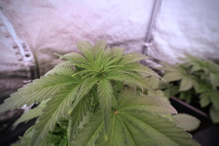 Catching The Ghost Train Haze @ Zamnesia. Week 6 - GTH 12/12 From seed