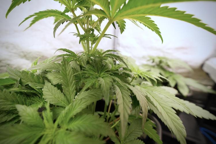 Catching The Ghost Train Haze @ Zamnesia. Week 6 - GTH 12/12 From seed