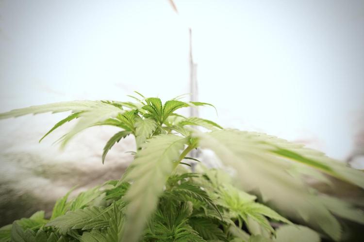 Catching The Ghost Train Haze @ Zamnesia. Week 6 - GTH 12/12 From seed