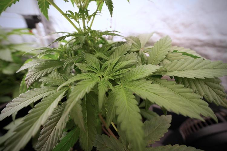 Catching The Ghost Train Haze @ Zamnesia. Week 6 - GTH 12/12 From seed