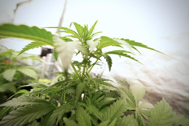 Catching The Ghost Train Haze @ Zamnesia. Week 6 - GTH 12/12 From seed