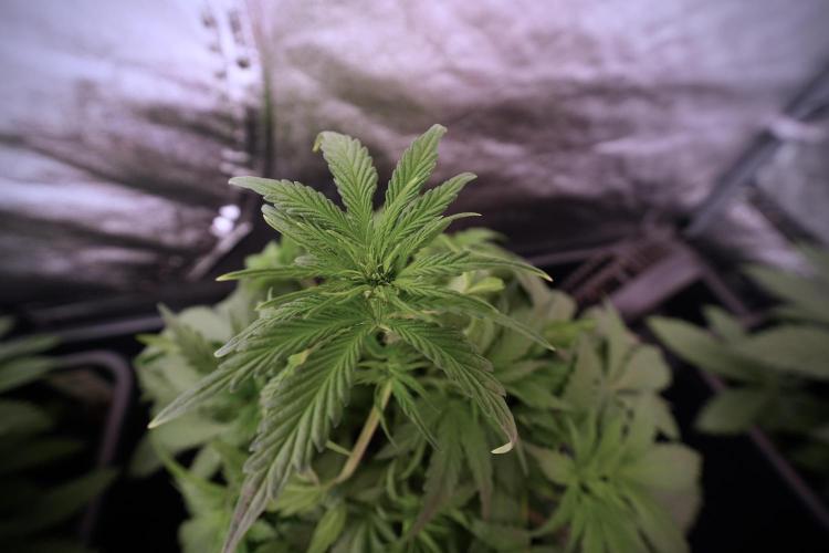 Catching The Ghost Train Haze @ Zamnesia. Week 6 - GTH 12/12 From seed