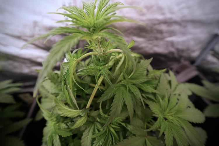 Catching The Ghost Train Haze @ Zamnesia. Week 6 - GTH 12/12 From seed