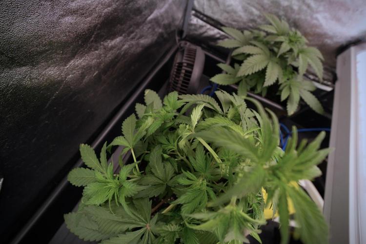 Catching The Ghost Train Haze @ Zamnesia. Week 6 - GTH 12/12 From seed