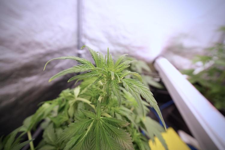 Catching The Ghost Train Haze @ Zamnesia. Week 6 - GTH 12/12 From seed