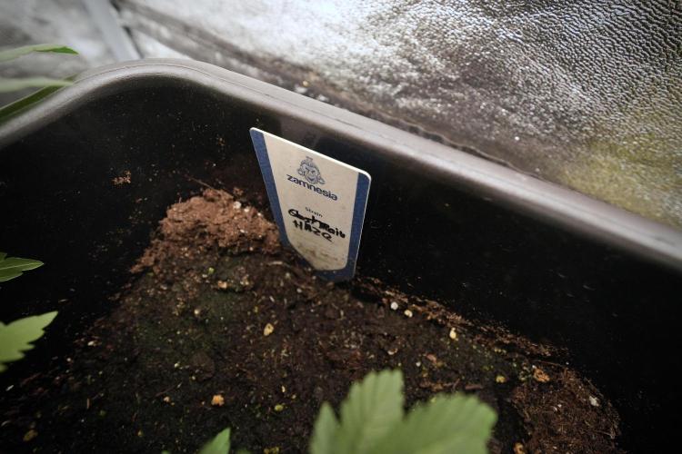 Catching The Ghost Train Haze @ Zamnesia. Week 6 - GTH 12/12 From seed