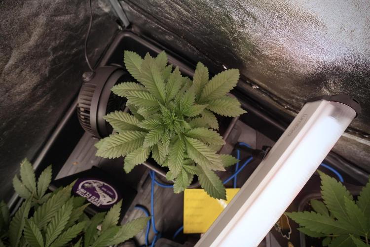 Catching The Ghost Train Haze @ Zamnesia. Week 6 - GTH 12/12 From seed