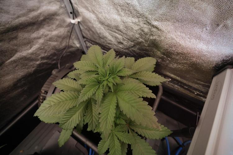 Catching The Ghost Train Haze @ Zamnesia. Week 6 - GTH 12/12 From seed