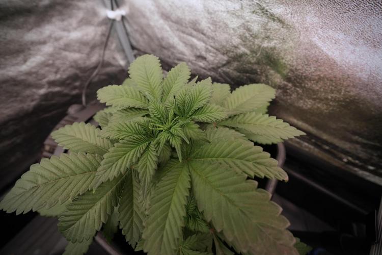 Catching The Ghost Train Haze @ Zamnesia. Week 6 - GTH 12/12 From seed