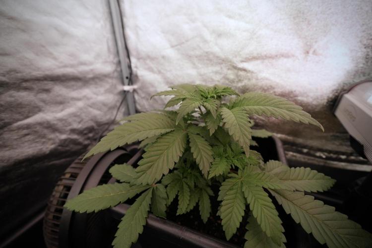 Catching The Ghost Train Haze @ Zamnesia. Week 6 - GTH 12/12 From seed