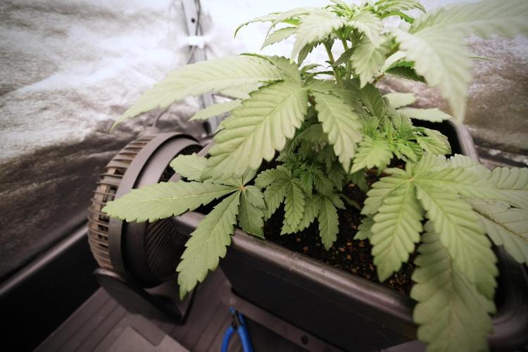 Catching The Ghost Train Haze @ Zamnesia. Week 6 - GTH 12/12 From seed