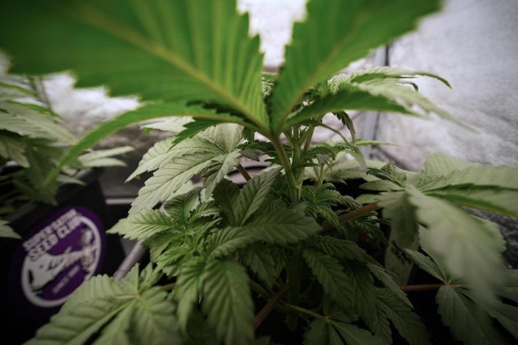 Catching The Ghost Train Haze @ Zamnesia. Week 6 - GTH 12/12 From seed