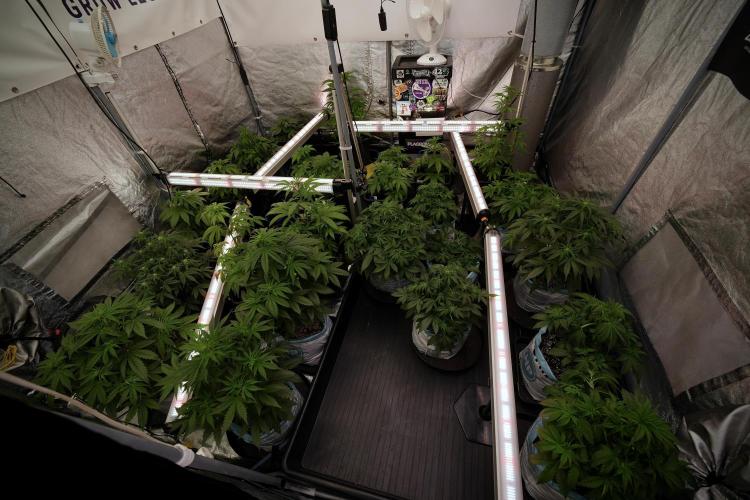 Catching The Ghost Train Haze @ Zamnesia. Week 6 - Room 