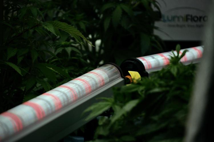 Catching The Ghost Train Haze @ Zamnesia. Week 6 - Room 