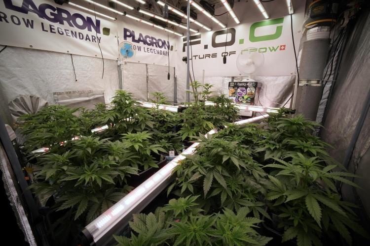 Catching The Ghost Train Haze @ Zamnesia. Week 6 - Room 