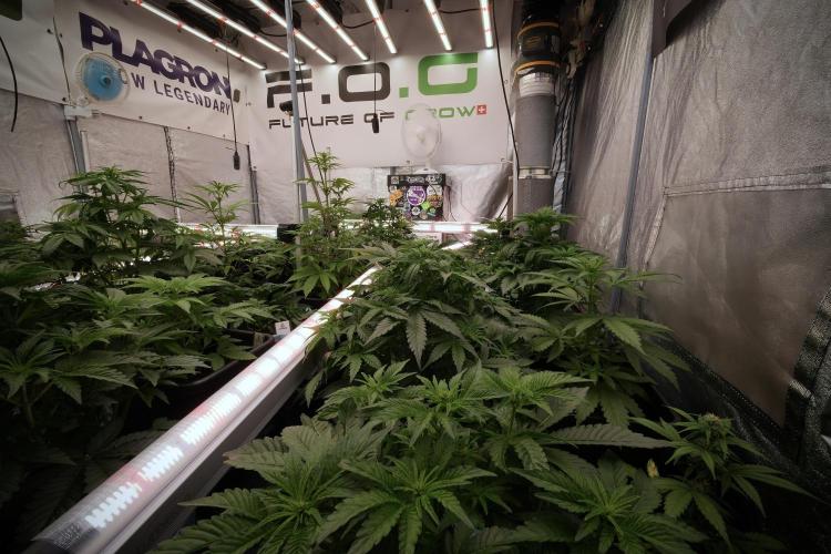 Catching The Ghost Train Haze @ Zamnesia. Week 6 - Room 