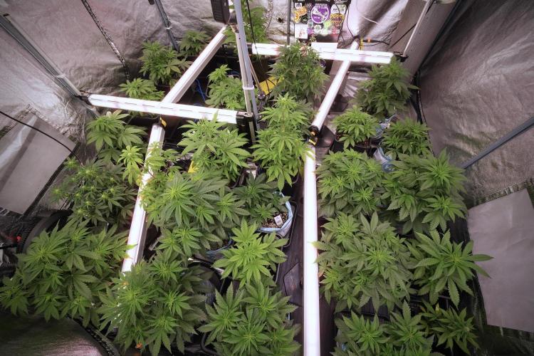 Catching The Ghost Train Haze @ Zamnesia. Week 6 - Room 