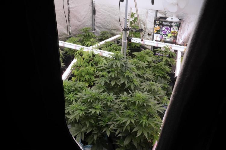 Catching The Ghost Train Haze @ Zamnesia. Week 6 - Room 