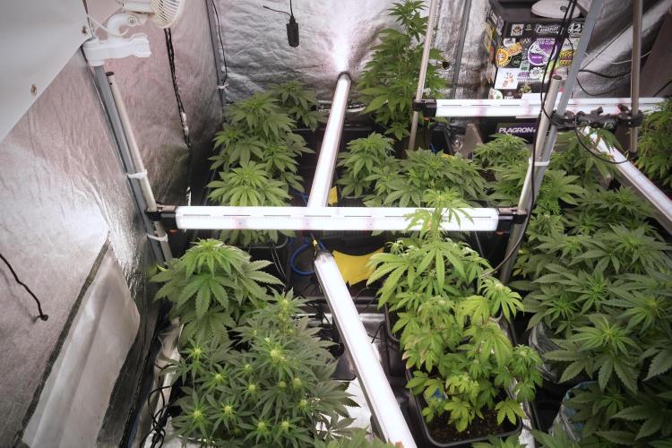 Catching The Ghost Train Haze @ Zamnesia. Week 6 - Room 