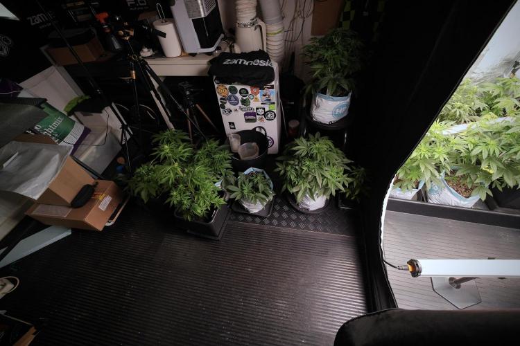 Catching The Ghost Train Haze @ Zamnesia. Week 6 - Room 