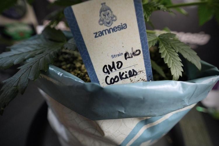 GMO Cookies Served with extra curiosity. Week 6 - GMO Cookies 12/12 from seed 