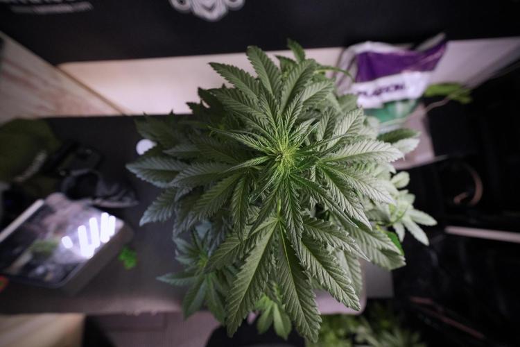 GMO Cookies Served with extra curiosity. Week 6 - GMO Cookies 12/12 from seed 