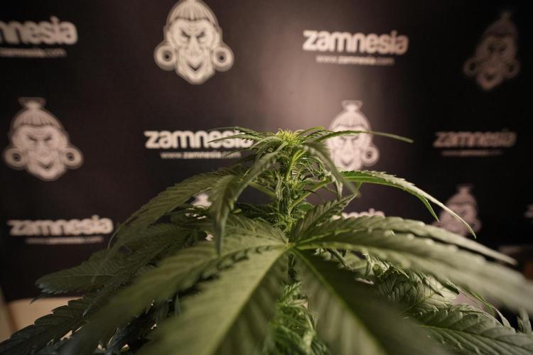 GMO Cookies Served with extra curiosity. Week 6 - GMO Cookies 12/12 from seed 