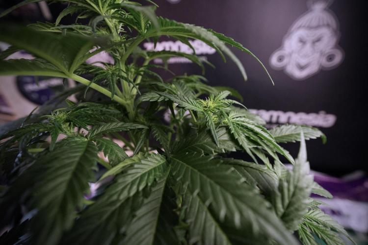 GMO Cookies Served with extra curiosity. Week 6 - GMO Cookies 12/12 from seed 