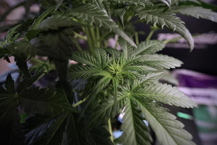 GMO Cookies Served with extra curiosity. Week 6 - GMO Cookies 12/12 from seed 