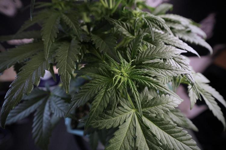 GMO Cookies Served with extra curiosity. Week 6 - GMO Cookies 12/12 from seed 