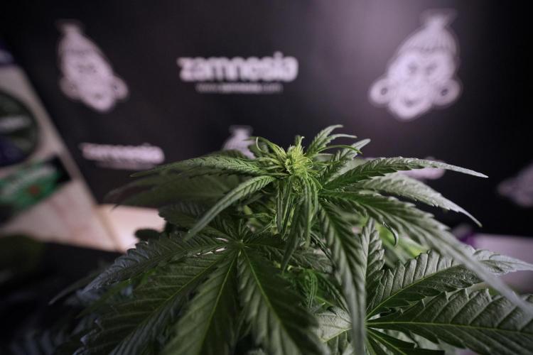 GMO Cookies Served with extra curiosity. Week 6 - GMO Cookies 12/12 from seed 