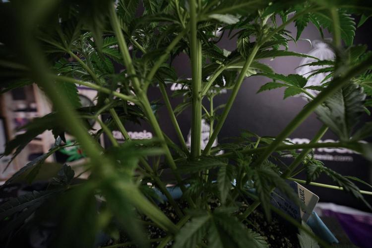 GMO Cookies Served with extra curiosity. Week 6 - GMO Cookies 12/12 from seed 