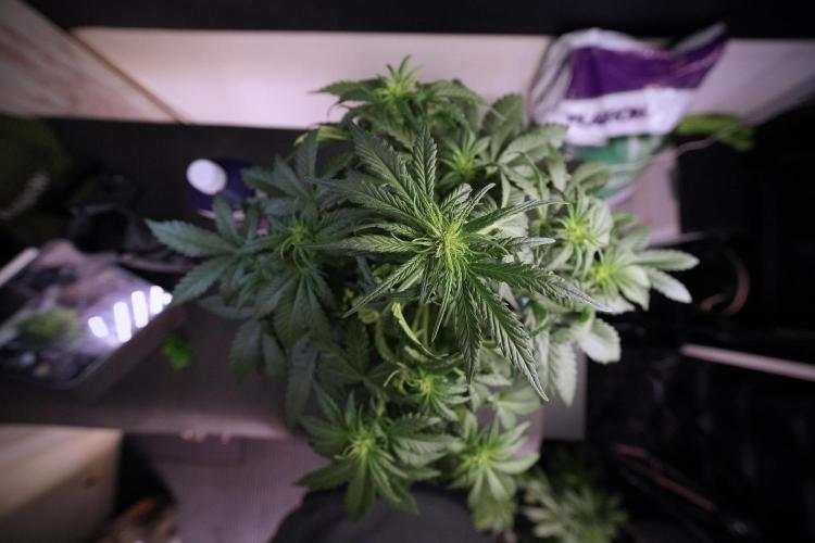 GMO Cookies Served with extra curiosity. Week 6 - GMO Cookies 12/12 from seed 