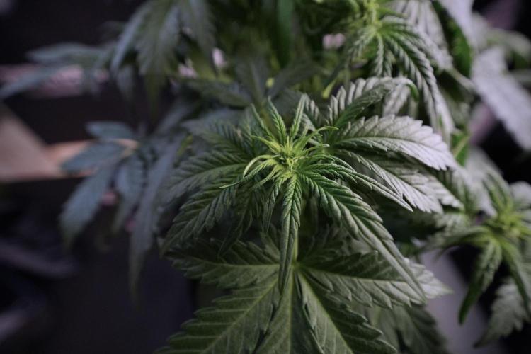 GMO Cookies Served with extra curiosity. Week 6 - GMO Cookies 12/12 from seed 