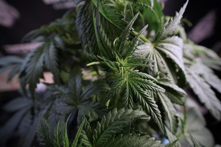 GMO Cookies Served with extra curiosity. Week 6 - GMO Cookies 12/12 from seed 