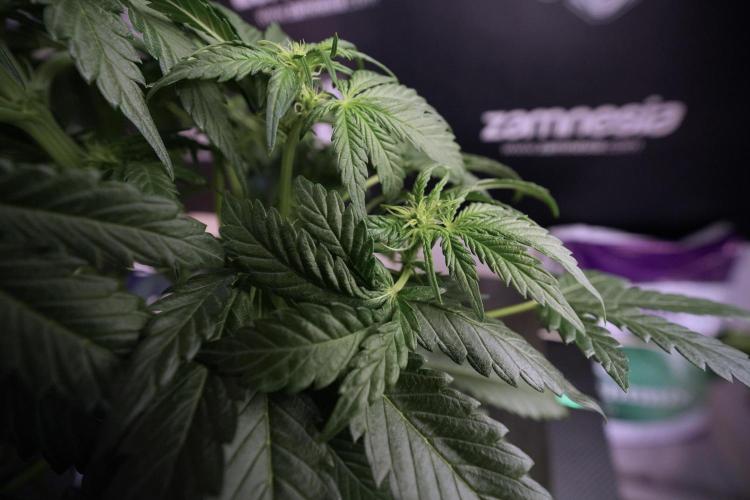 GMO Cookies Served with extra curiosity. Week 6 - GMO Cookies 12/12 from seed 