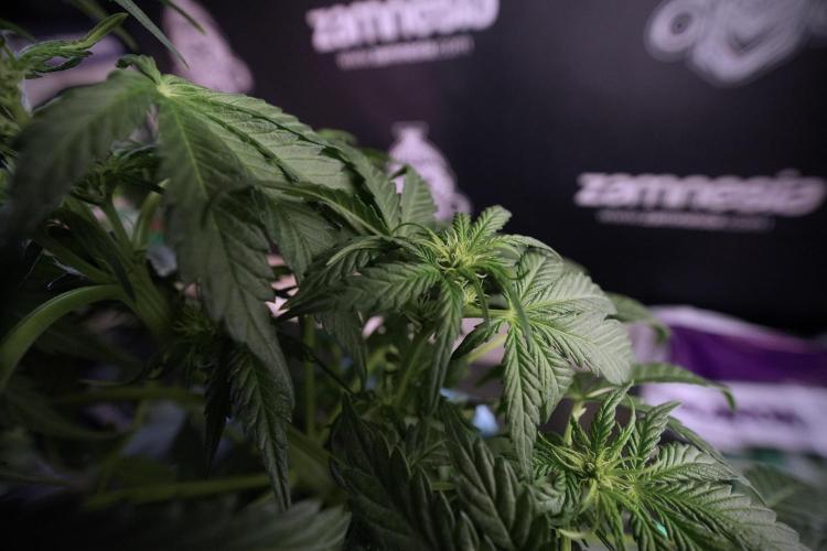 GMO Cookies Served with extra curiosity. Week 6 - GMO Cookies 12/12 from seed 