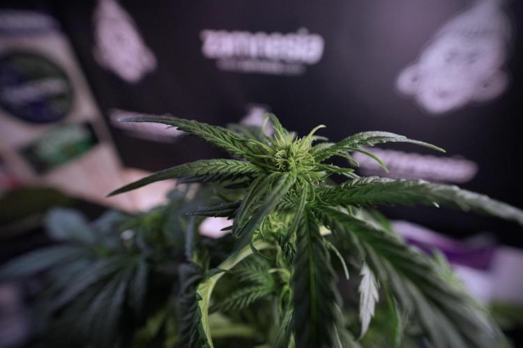 GMO Cookies Served with extra curiosity. Week 6 - GMO Cookies 12/12 from seed 