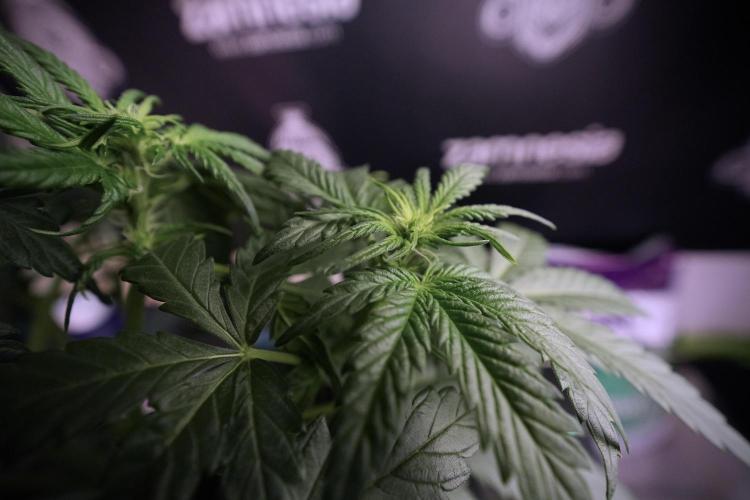 GMO Cookies Served with extra curiosity. Week 6 - GMO Cookies 12/12 from seed 