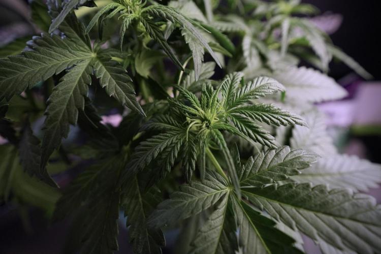 GMO Cookies Served with extra curiosity. Week 6 - GMO Cookies 12/12 from seed 