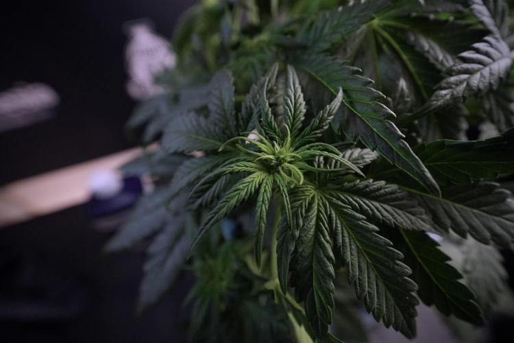 GMO Cookies Served with extra curiosity. Week 6 - GMO Cookies 12/12 from seed 