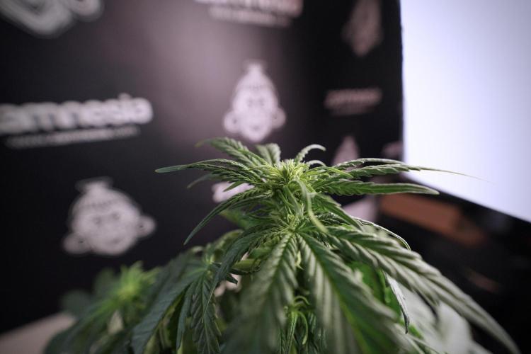 GMO Cookies Served with extra curiosity. Week 6 - GMO Cookies 12/12 from seed 