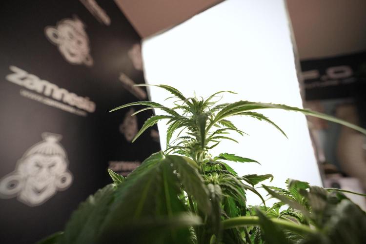 GMO Cookies Served with extra curiosity. Week 6 - GMO Cookies 12/12 from seed 