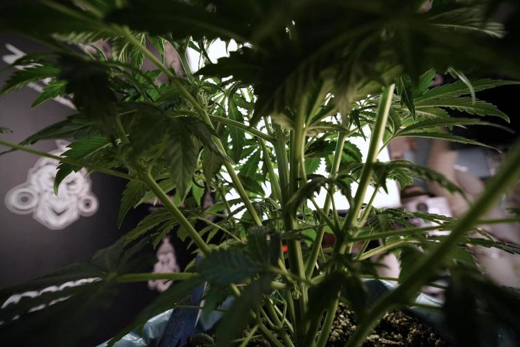 GMO Cookies Served with extra curiosity. Week 6 - GMO Cookies 12/12 from seed 