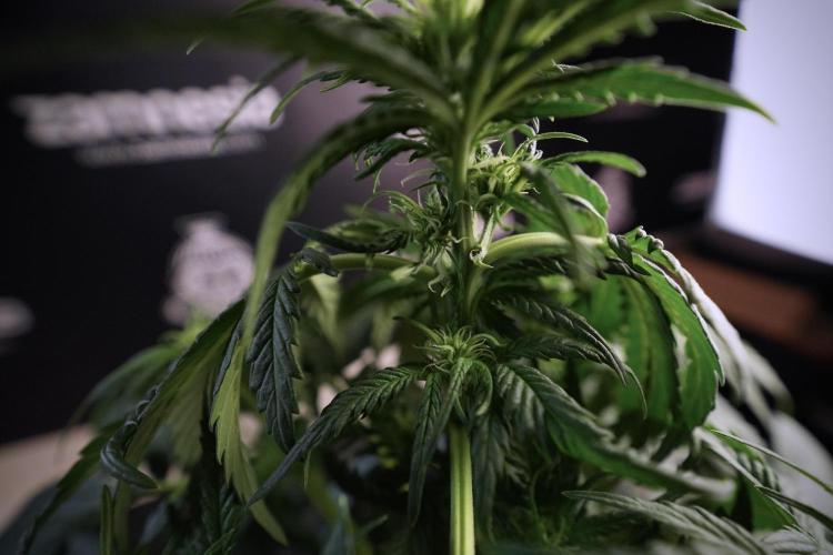 GMO Cookies Served with extra curiosity. Week 6 - GMO Cookies 12/12 from seed 