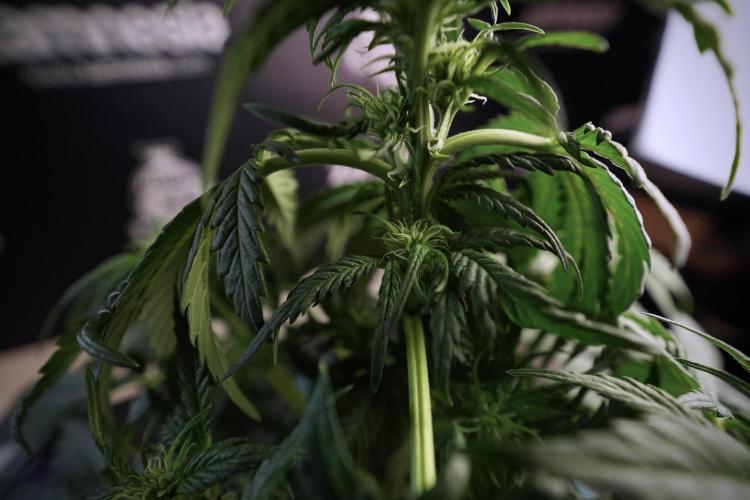 GMO Cookies Served with extra curiosity. Week 6 - GMO Cookies 12/12 from seed 