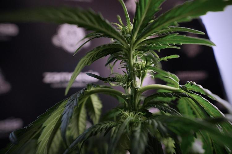 GMO Cookies Served with extra curiosity. Week 6 - GMO Cookies 12/12 from seed 